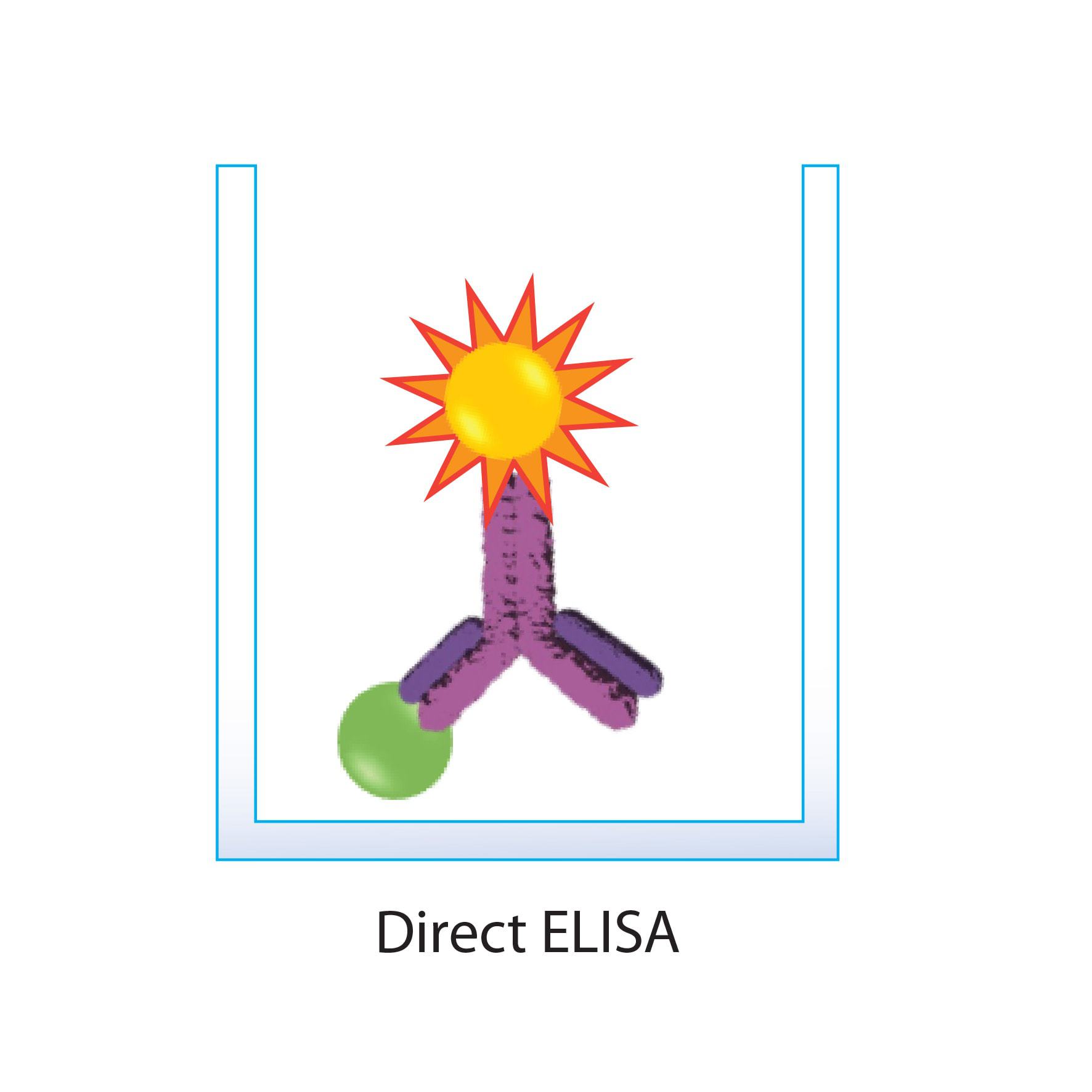 Direct Elisa