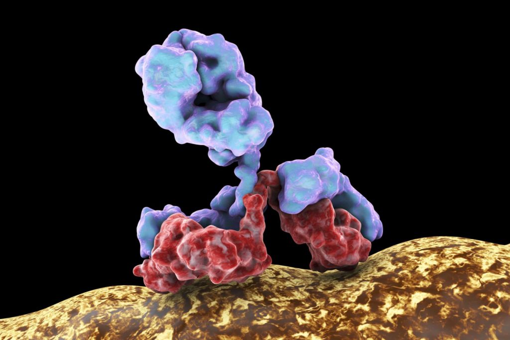 Antibody Attacking Bacterium