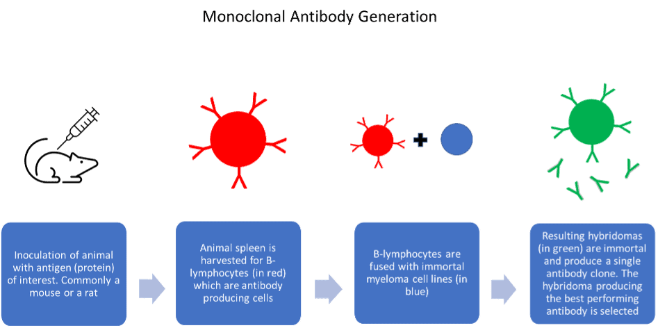 Monoclonal Antibody Generation