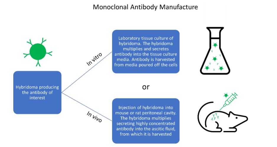 Monoclonal Antibody Manufacture