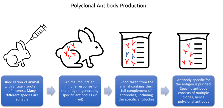 Polyclonal Antibody Production