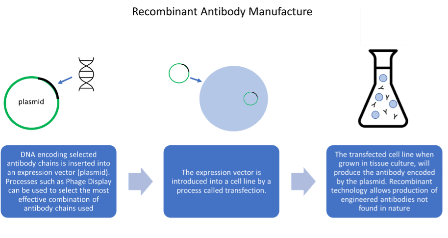 Recombinant Antibody Manufacture
